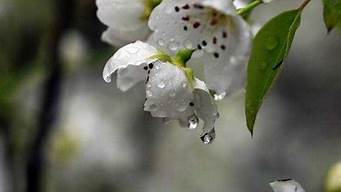 梨花带雨什么意思_梨花带雨什么意思解释